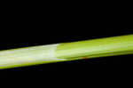 Cypressknee sedge